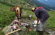 91 Il latte viene traspotato con il cavallo 